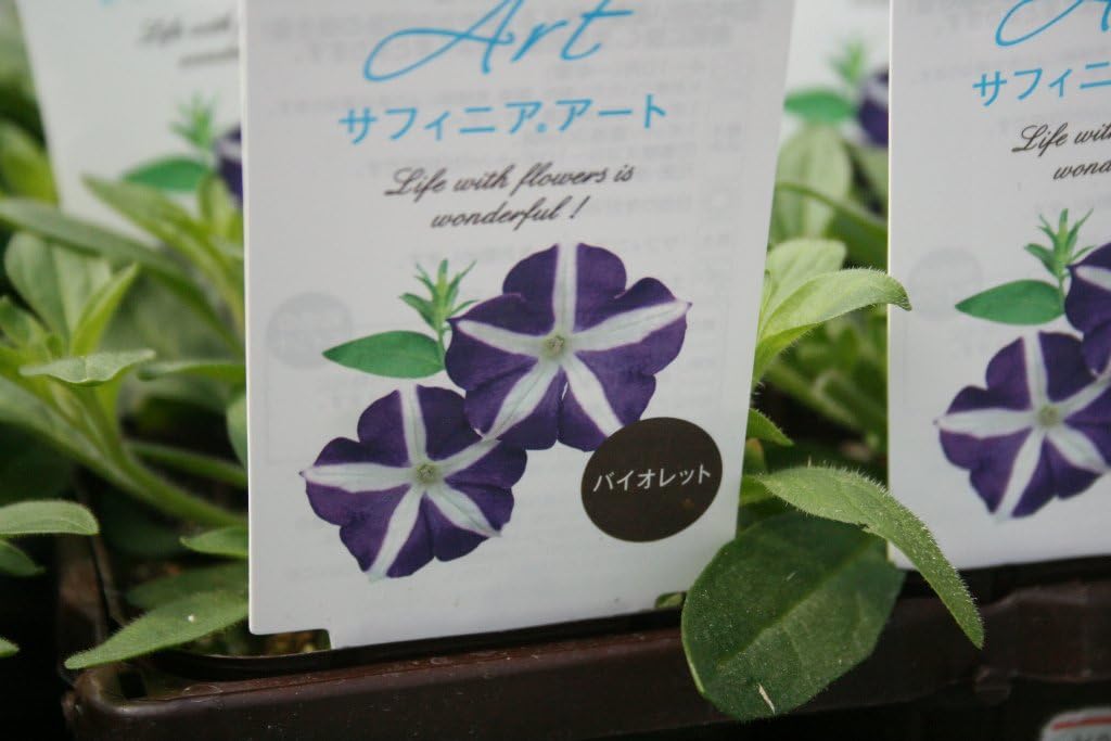 Amazon 【花苗】【まとめ買い】サントリーフラワーズ サフィニアアート バイオレット 4ポットセット 3寸苗