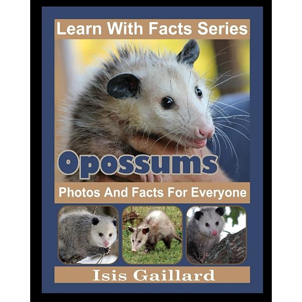 Caring for Possums [ペーパーバック] Smith， Barbara Caring for Possums [ペーパーバック] Smith， Barbara Outback