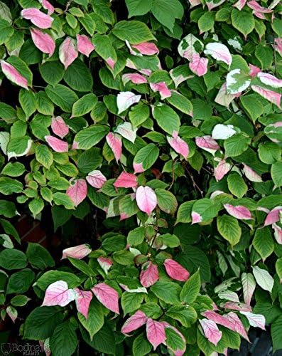 Privick Mill Nursery - Varigated Kiwi - Actinidia Kolomikta - 25 Seeds - Vine - Shrub - Fruit