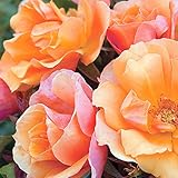 Tequila Rose Bush | Reblooming Orange Shrub Rose | Low Maintenance Easy To Grow | 4 Inch Container Potted