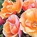 Tequila Rose Bush | Reblooming Orange Shrub Rose | Low Maintenance Easy To Grow | 4 Inch Container Potted