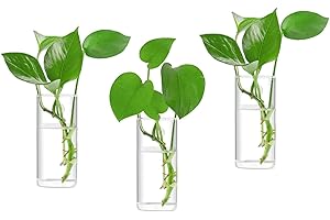 IVOLADOR I Ivolador Wall Hanging Glass Propagation Plant Terrarium Container Rectangle Shape Perfect for Propagating Hydroponic Plants Home Office Garden Decor Wedding