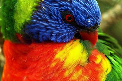 Amazon オウムの壁紙 動物の壁紙 キャンバス ステッカー 印刷 壁紙ポスター はがせるシール式 写真 特大 絵画 壁飾り1cmx80cm ウォールステッカー オンライン通販