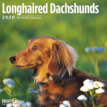 Amazon Com 2020 Longhaired Dachshunds Wall Calendar By Bright
