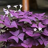 Purple Shamrock Bulbs Oxalis Bulbs Lucky Flowers Bulbs for Planting 2025 Purple Oxalis Triangularis Bulb 12pcs