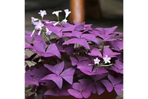 Purple Shamrock Bulbs Oxalis Bulbs Lucky Flowers Bulbs for Planting 2025 Purple Oxalis Triangularis Bulb 12pcs