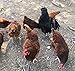 6 Chicken HATCHING EGG 6 Eggs Rhode Island Red Ayam Cemani Fertile