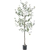 Bellacat 6ft Faux Quince Leaf Tree with Lifelike Leaves & Realistic Trunks, 72in Artificial Quince Leaf Tree for Garden, Home, Office, Porch, Balcony,Living Room Decor.
