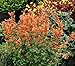 Agastache Seeds - APRICOT SUNRISE - Hummingbird Mint - Anise-Hyssop - 25 Seeds