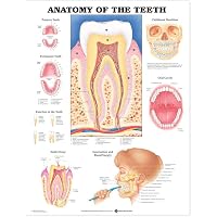 Anatomie-Poster „Disorders Of The Teeth And Jaw“ – 50,8x66 Cm, Laminiert, Englisch