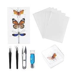 Making Insect Specimen Tools Kit, Insect