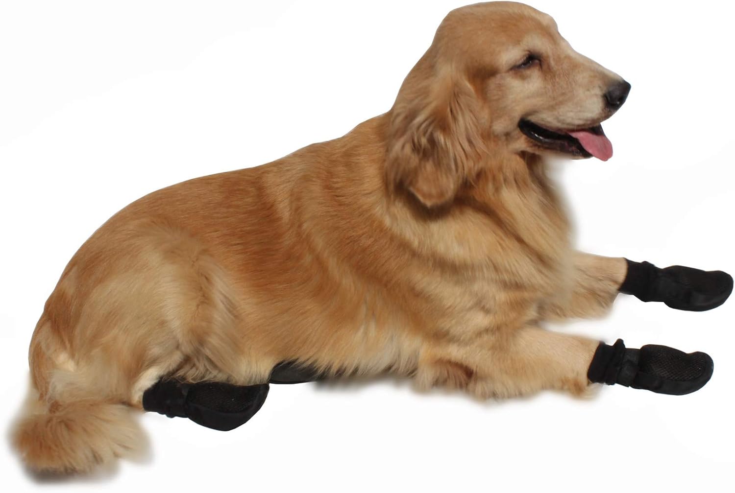 dog shoes to protect wood floors