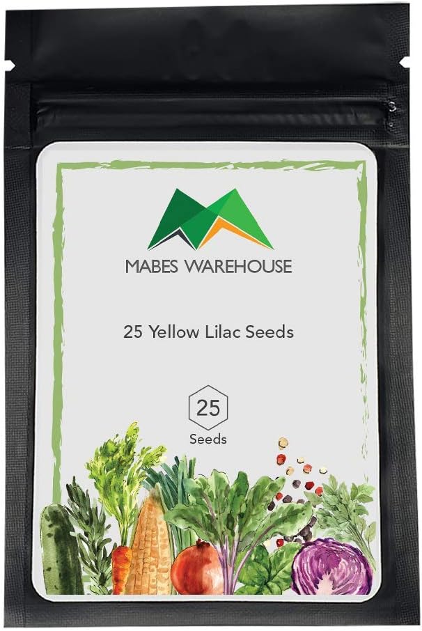 25 Yellow Lilac Seeds Tree Fragrant Hardy Perennial Flower Shrub Garden Bloom