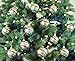 SLEETLY 32pk Christmas Ornaments for Tree Holiday Xmas Decorations, Shatterproof Plastic 3.15/2.36 Inch Glitter Balls, Icicles and Snowflakes Set, Green (DEFECTIVE Units)