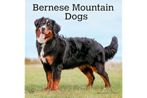 Bernese Mountain Dogs | 2026 12 x 24 Inch (Hanging) Monthly Square Wall Calendar | Plastic-Free | BrownTrout | Animals Breeds