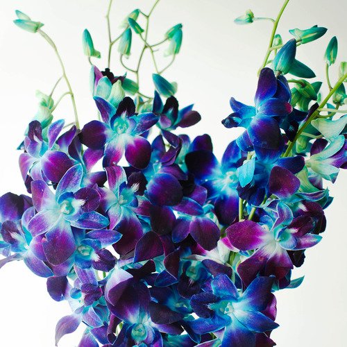 Babylon Blooms Dendrobium Decan Blue Amazon In Garden Outdoors