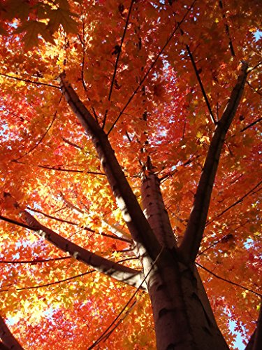 Autumn Blaze Red Maple Tree - Acer saccharinum - Heavy Established Roots - Two Gallon Potted - 1 plant by Growers Solution