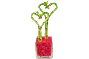Athena's Garden Dual Heart Bamboo Plants Live Lucky Bamboo Stalks Indoor Plants in Glass Vase and Red Rock (BA-HS0810SQ4PRRed)