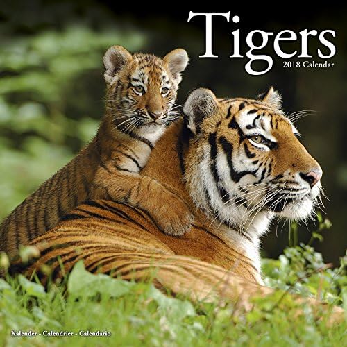 Tiger Calendar - Calendars 2017 - 2018 Wall Calendars - Animal Calendar - Tigers 16 Month Wall Calendar by Avonside