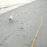 Vivifying 32ft Dog Training Lead Nylon Leash 10m Orange Padded Handle view 7