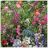 Earthcare Seeds Wildflowers for Shade 10,000 Seeds - Heirloom - Non GMO - Open Pollinated - Annuals and Perennials