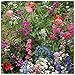 Earthcare Seeds Wildflowers for Shade 10,000 Seeds - Heirloom - Non GMO - Open Pollinated - Annuals and Perennials primary