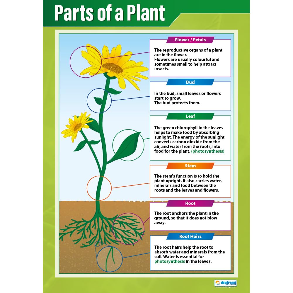 Daydream Education Parts of a Plant Classroom Poster - EXTRA LARGE - A1 (850mm x 594mm) - Gloss Paper - Science Secondary School Wall Charts