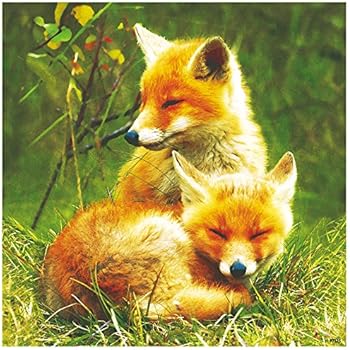 Tree-Free Greetings Premium Refrigerator Magnet, 3.5 x 3.5 Inches, Foxes Relaxing Themed Wildlife Art (97123)
