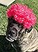Sea View Treasures 5 Bulk Costume Party Wigs