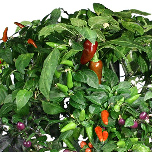 AeroGarden Spicy Chili Pepper Variety Seed Pod Kit (7pod) Pricepulse