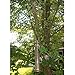 Evelots Tree Hanging Hook-Metal-11 to 24 inch-Bird Feeder/Plants-No Tool-Set/5