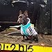 BINGPET Small Dog Harness - Breathable Mesh Puppy Cat Harnesses - No Pull Adjustable Dog Harness Dog Vest Harness for Small and Medium Dogs