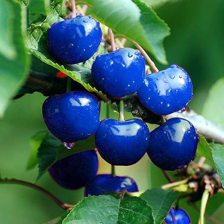 Soteer Garten - Selten Obst Samen verschidene Sorten von Obstsamen Wassermelone/Kirsche/Mango/Banane/Kiwi/Apfel/Orange/Japani