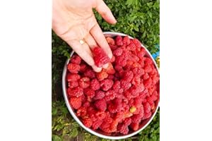 Seeds Raspberry Boyne Rubus Rouge Red Fruit Robus Super Juicy Jam Organic Excellent Aroma Canada Framboise Idaeus Bush Perenn