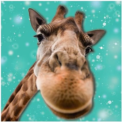 Glamour Girlz Carte D Anniversaire 3d Avec Museau De Girafe Amazon Fr Fournitures De Bureau