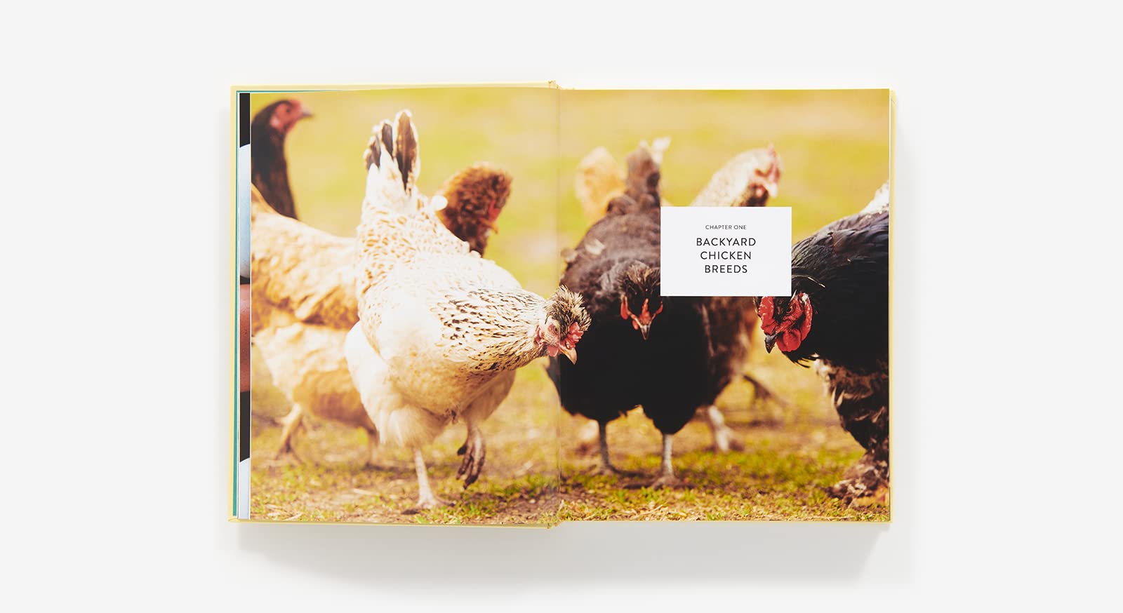 The Backyard Chicken Keeper's Bible: Discover Chicken Breeds, Behavior, Coops, Eggs, and More (The Backyard Naturalist Series)