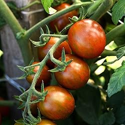 Tomato Seeds - Chocolate Sprinkles - Packet