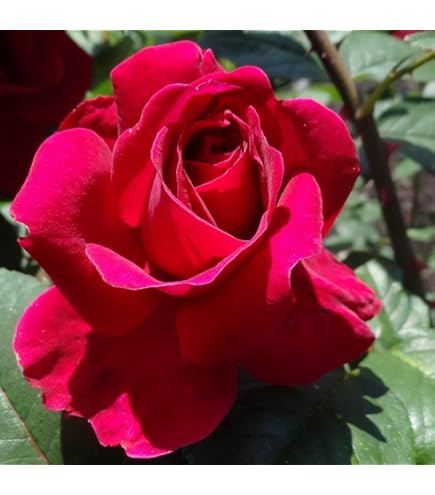 Amazon.com : Heirloom Roses Rose Plant - Muzi-Lucia Pink Rose Bush