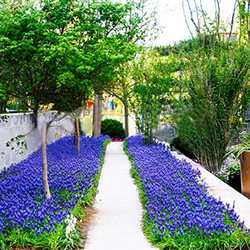 1Pack Lavender Herb Seeds Home Balcony Garden Aromatic Plants Flower Seeds