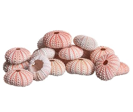 Buy Sea Urchin 25 Pink Sea Urchin Shell 25 Pink Sea Urchin