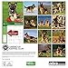 American Kennel Club German Shepherds 2017 Wall Calendar
