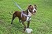 Best Step In No Pull Dog Harness for Large & Medium Size Breeds, Fits on Chest Girth Sized (1.0