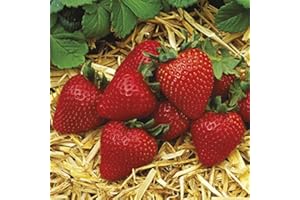 ZRY_AI 10 Plants - Albion Ever Bearing Strawberry Plants - Certified Healthy Bare Root Plants