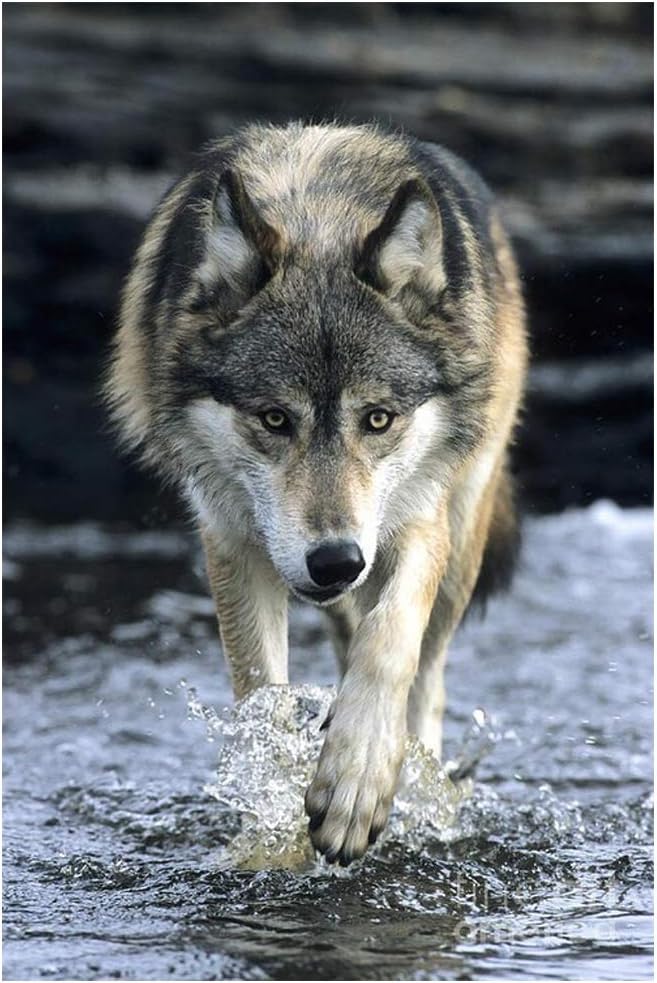 Fipart DIY Diamond Painting Counting Set, Cross Stitch Craft Wall Decoration, (18X12 inch / 45X30cm) Lone Wolf
