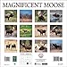 2017 Magnificent Moose Calendar - 12x12