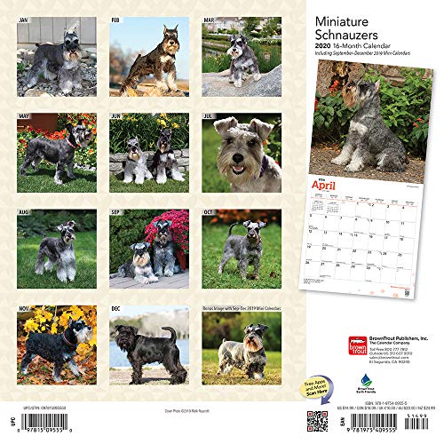 Miniature Schnauzers 2020 12 x 12 Inch Monthly Square Wall Calendar, Animals Small Dog Breeds (English, Spanish and French Edition)