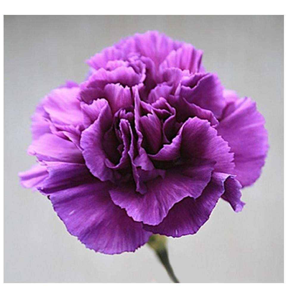 PREMIER SEEDS DIRECT - Carnation - Violet - 350 Finest Flower Seeds