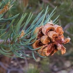 Aromatics International Premium Organic Pinyon Pine
