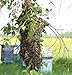 Bee Bait Swarm Lure / Attract more honey bees to your bait hive