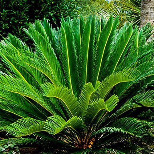 Hanbaili 2Pcs Premium Sago Palm Tree Seeds Cycas Tree Seed Suitable for Home Garden Pots Planting Decoration